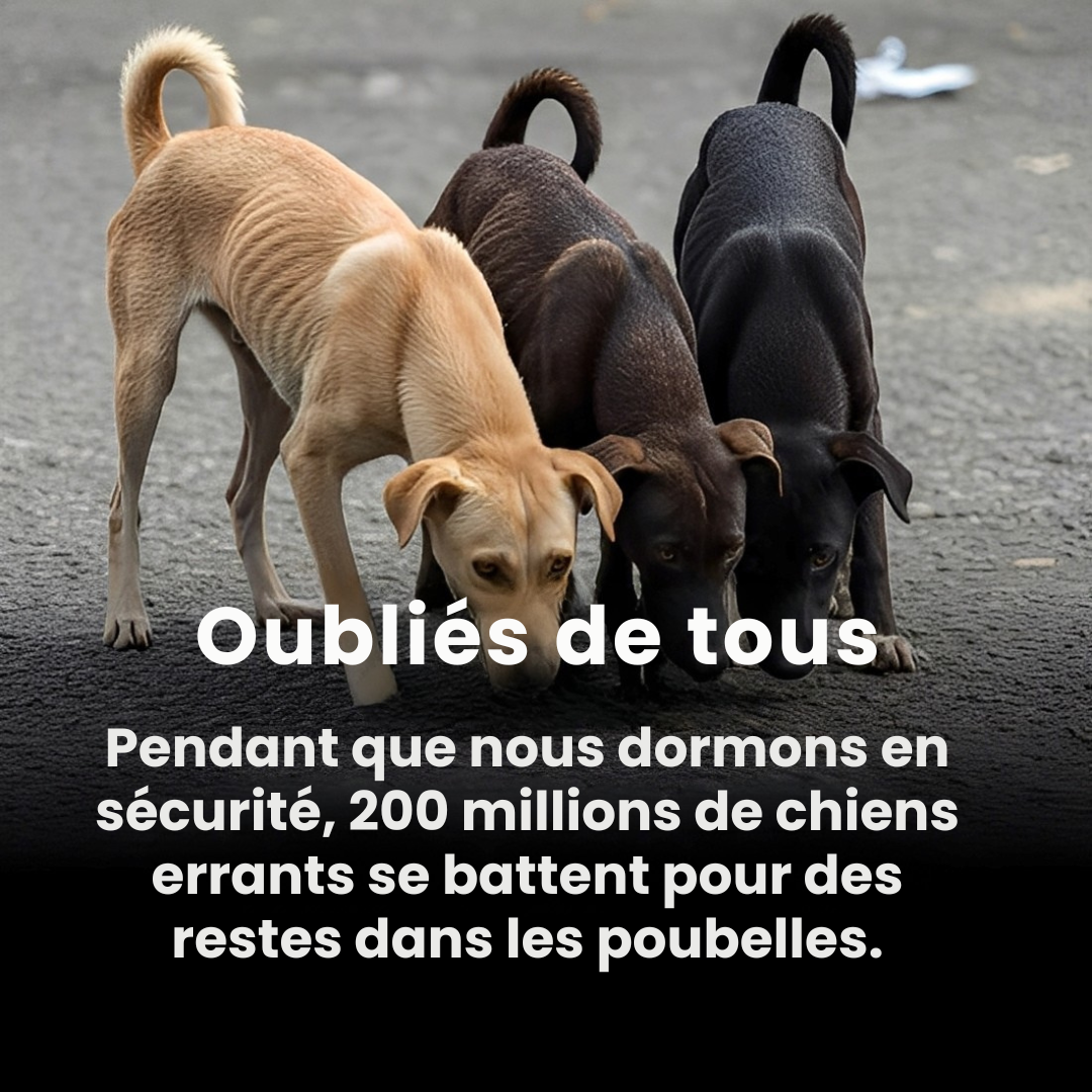 PAWELO™ – Le bracelet qui nourrit 10 chiens abandonnés à chaque achat