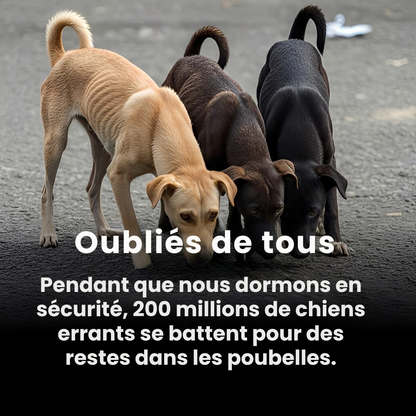 PAWELO™ – Le bracelet qui nourrit 10 chiens abandonnés à chaque achat