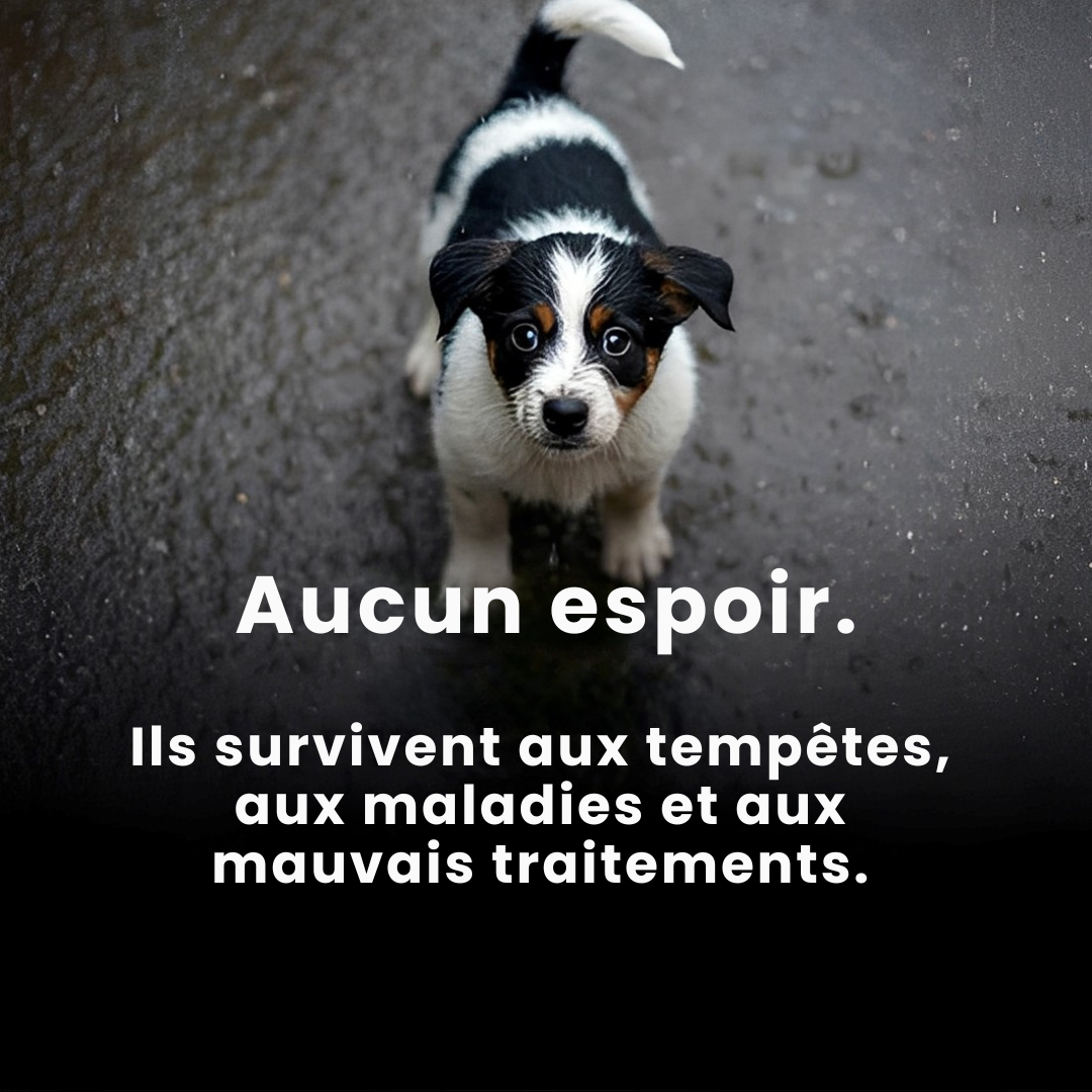 PAWELO™ – Le bracelet qui nourrit 10 chiens abandonnés à chaque achat
