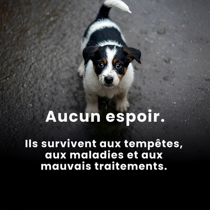 PAWELO™ – Le bracelet qui nourrit 10 chiens abandonnés à chaque achat